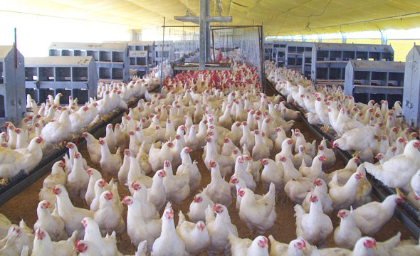Granja de reproduccion
